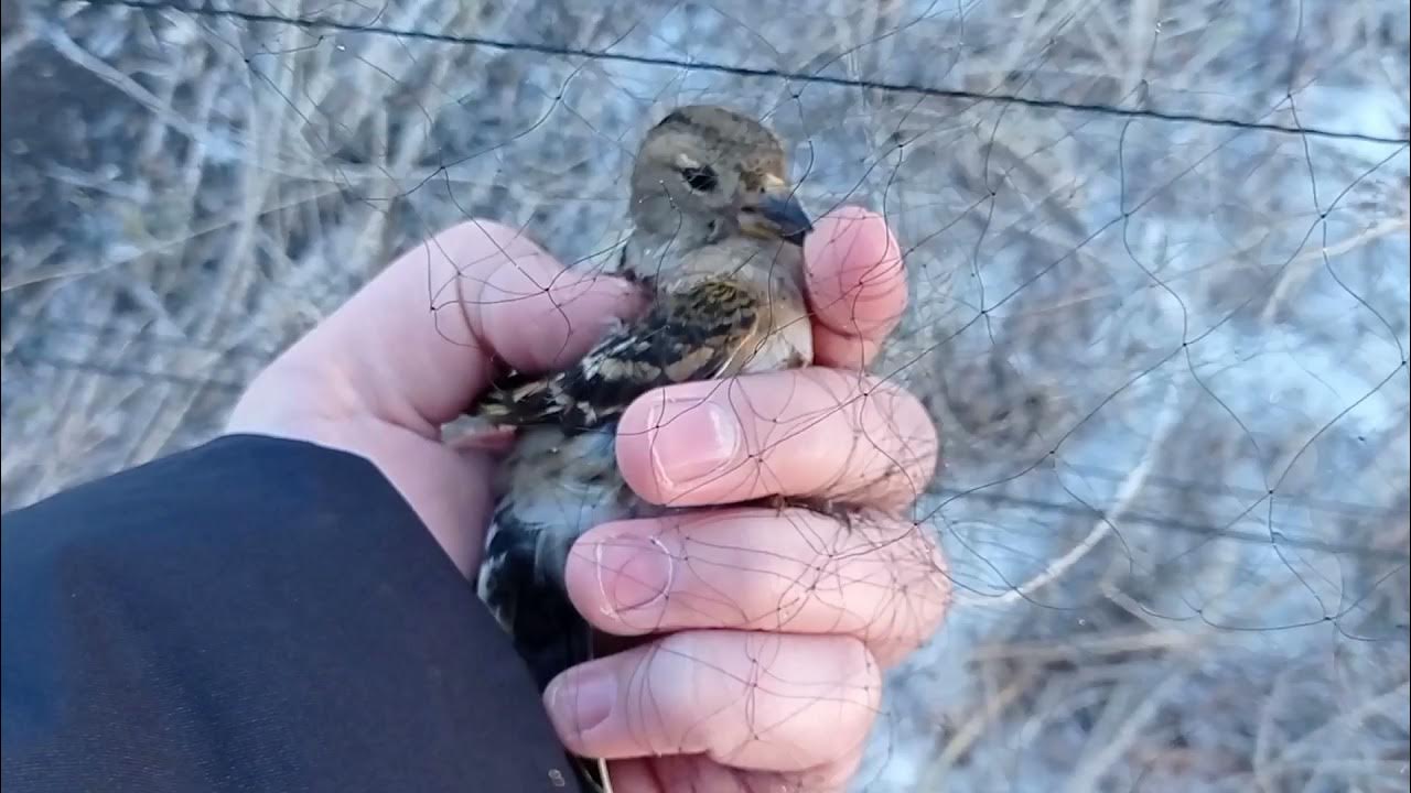 Ловля певчие видео. Ловля певчие видео