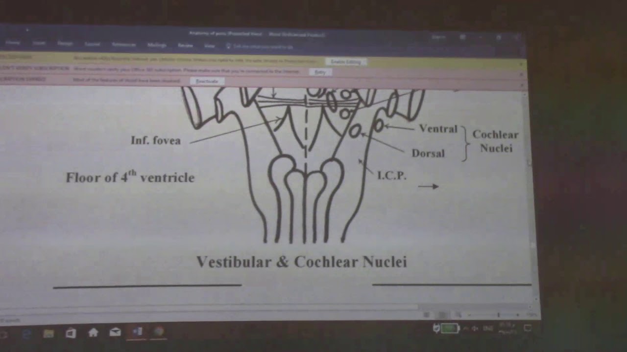 Neuroanatomy 40 ( Pons , part 2 ) , by Dr. Wahdan - YouTube