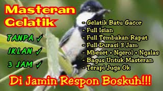 Masteran burung gelatik batu durasi 3 jam full bebas hambatan