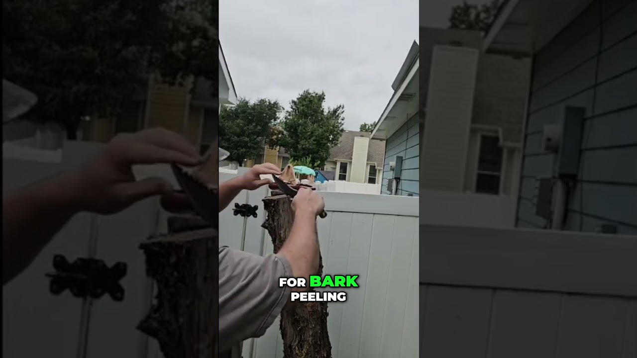 Knife Skills: Bark Peeling for Survival Shelter Building #shorts