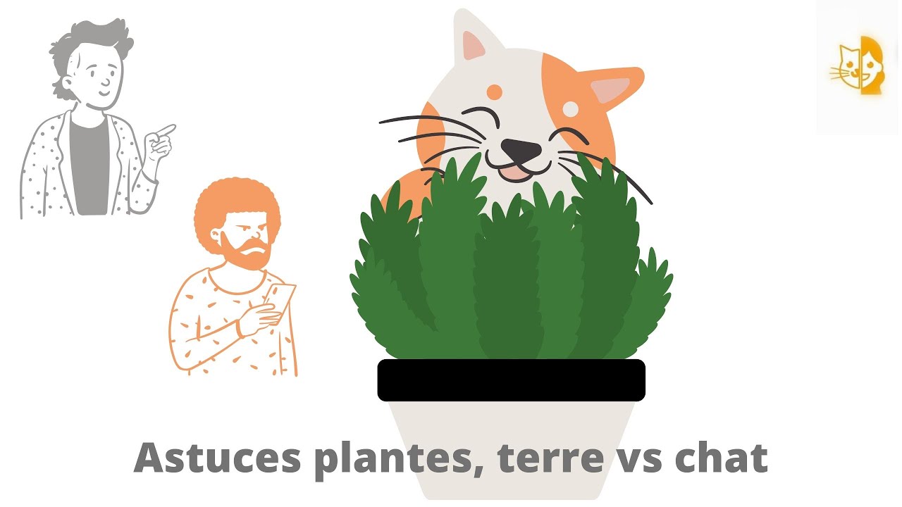 Mon Chat Mange Les Plantes Et Joue Avec La Terre Les Solutions Youtube