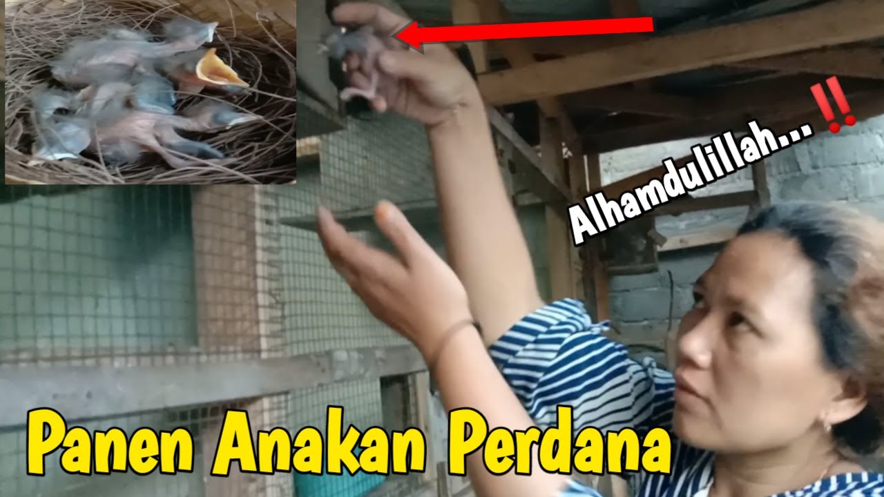 PANEN ANAKAN JALAK PERDANA GAAES...