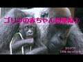 ゴリラ『キンタロウの1年』総集編③💗[Kyoto City Zoo] Gorilla "One Year of Kintaro" Omnibus③
