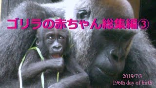 ゴリラ『キンタロウの1年』総集編③💗[Kyoto City Zoo] Gorilla "One Year of Kintaro" Omnibus③