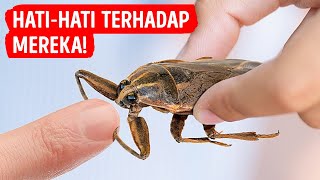 Jika Anda Pernah Melihat Kumbang Ini, Keluarlah dengan Cepat + Tips Keselamatan Lainnya
