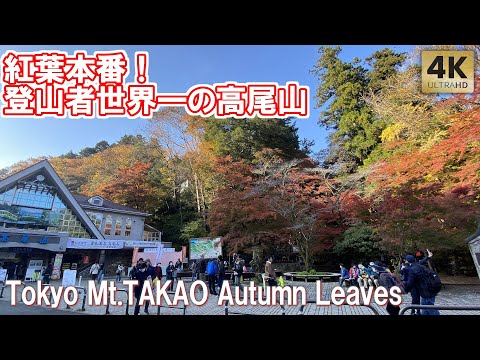 見頃！紅葉本番！登山者世界一の高尾山 紅葉状況 混雑状況や穴場時間 もみじまつり 2024 Tokyo Mt.Takao Autumn Leaves Festival Yakuo-in Temple