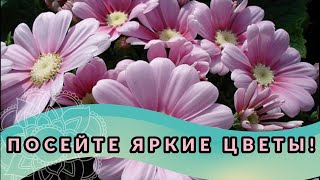 ПОСЕЙТЕ эти ЦВЕТЫ! ОНИ УКРАСЯТ ЛЮБЫЕ КЛУМБЫ и ЦВЕТНИКИ!