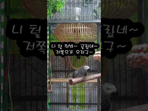 이렇게 귀여워도 되는 거야? K-parrot [연구대상똘이뷰] Korean-gray parrot#shorts