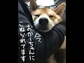 柴犬どんぐり 母にもみくちゃにされて抗議する