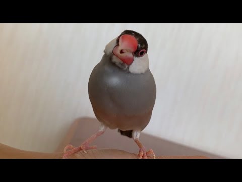 美味しいサツマイモにありつけて満足そうな文鳥　あずき　java sparrow