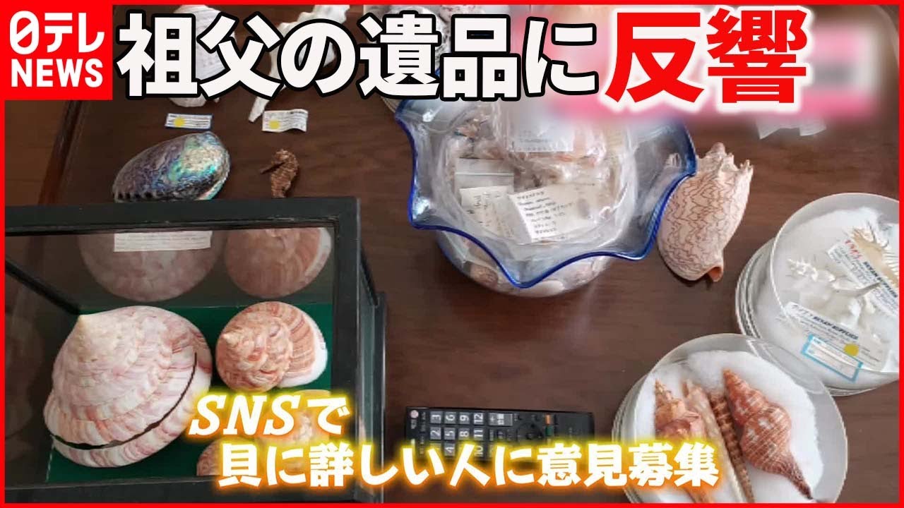 蔵出 当時物 ジャンク 貝殻 5kg超 大量 まとめて セット 天然 自然 貝 海洋 標本 アンティーク ヴィンテージ ディスプレイ インテリア 置物 お買い得，新作登場