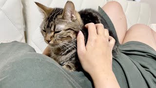 女友達の上で好き放題されてたのに気持ち良くなって寝落ちしてしまった猫w