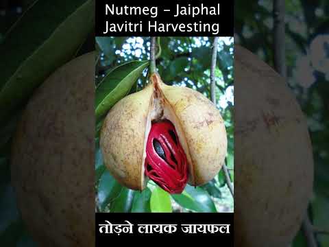 Nutmeg Jaiphal Javitri ज यफल ज व त र Shorts Nutmeg