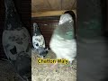 Chatton waly pigeon birds kabutar kamagar viral