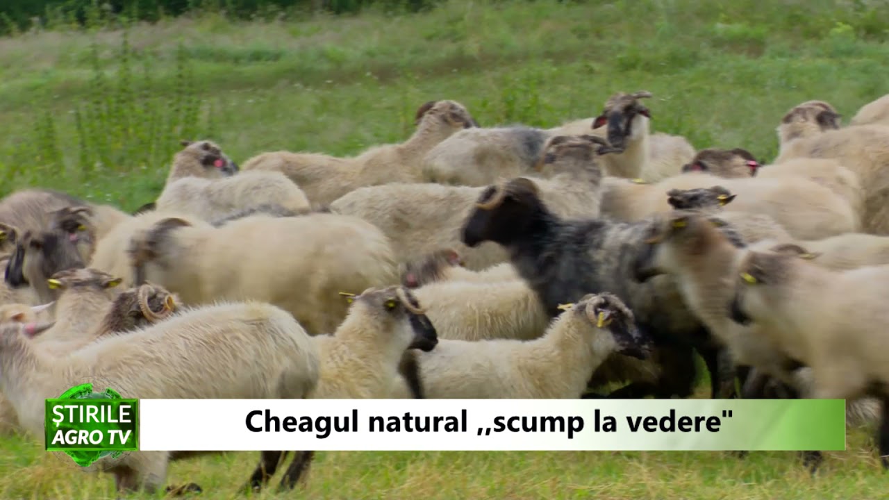 Brânza de oaie făcută cu cheag natural, o RARITATE! Iată de ce 1 Brânza de oaie făcută cu cheag natural, o RARITATE! Iată de ce YouTube player