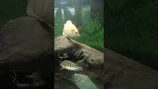 Ikan Oscar Pacaran Dengan Ikan Palmas Albino Hitam Putih audrey dehakims