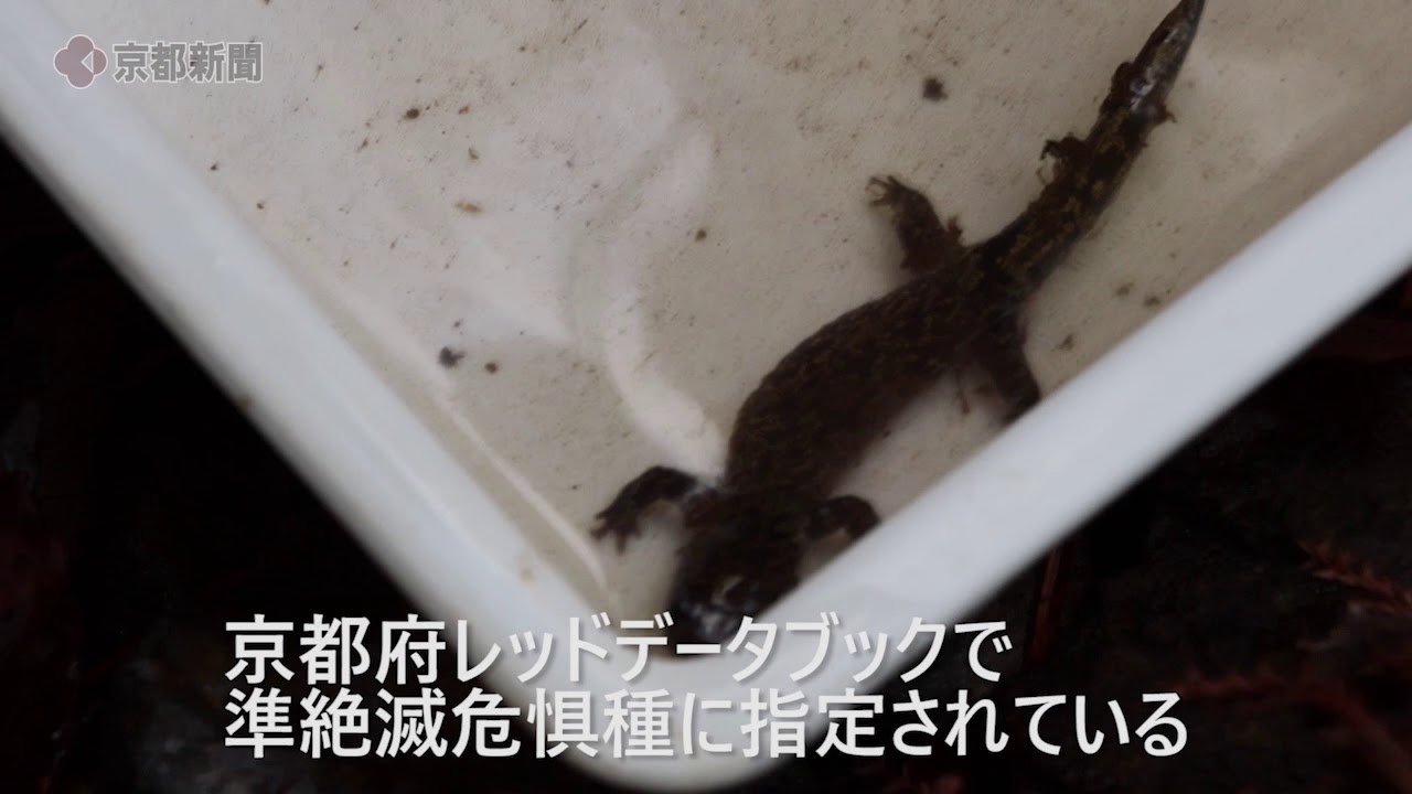 ヒダサンショウウオ成体 京都府内で初確認 府の準絶滅危惧種 豊かな自然環境の象徴 文化 ライフ 地域のニュース 京都新聞
