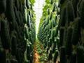 Beautiful nature wonderful fruit 27 |#satisfying#nature#fruit#farming#garden#foryou