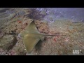 Common eagle ray myliobatis aquila