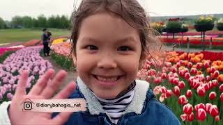 Uli and Papa Beni See the Beauty of Blooming Tulips - Happy Diary