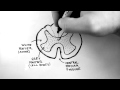 Spinal Pathways 1 Spinal Cord Anatomy And Organisation Spinal Pathways 1 Spinal Cord Anatomy And Organisation