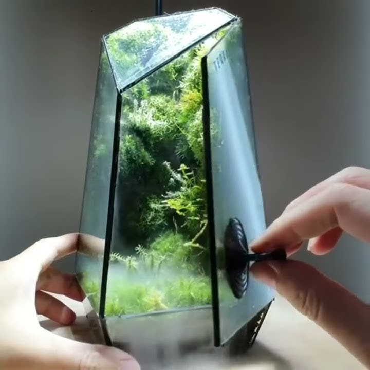 DIY Terrarium In Beautiful Closed Glass Box The Vertex Cloud Forest | Falcon Aquarium Services