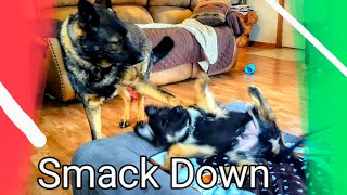 OK Baby Punk..Take That! Plus Cute Puppy Barks. #youtube #funnyvideo by RugerCaynine 12,010 views 1 month ago 33 seconds