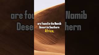 The world's largest sand dunes