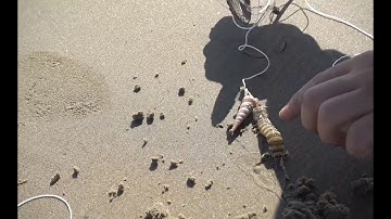 CÂU TÔM TÍCH TẠI BIỂN VŨNG TÀU