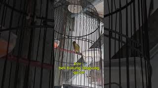 LUARBIASA ‼️konin ijoan gacor #konin #kolibrininja #konindacok