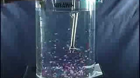 Mixer Agitator with Tank Baffles ( Mixing 5)