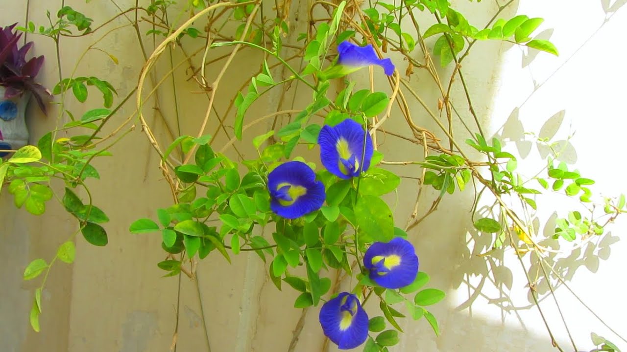 Blue Flowering Vine Aparajita Growing & Caring Tips Urdu/Hindi