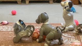 Chilling with the Aibos & Loona Petbot: Loona Games #robot #aibo #loona #petbot