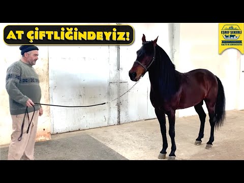Video: Atlar Nasıl Yetiştirilir