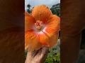 একটানা বৃষ্টি আর ভালো লাগে না🥺 #foryou #garden #flowerplant #flowers #minivlog #rain #summer #grow