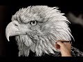 Hyperrealistic Bald Eagle Drawing / Time-lapse