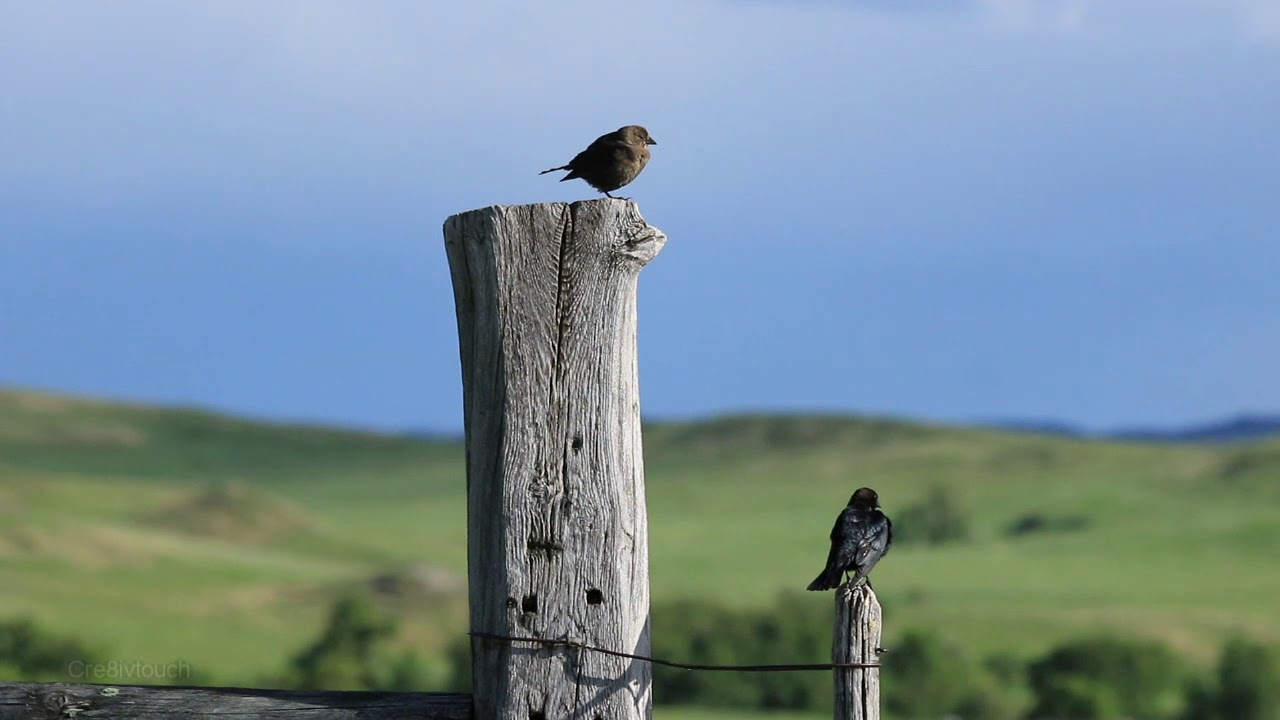 Courting Cowbirds 