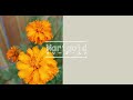 Marigold -Today's Flower-                            ⚫︎Mar.15.2022⚫︎