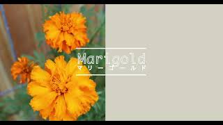 Marigold -Today's Flower-                            ⚫︎Mar.15.2022⚫︎