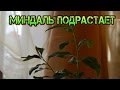 Миндаль.  Ростки миндаля.  Продолжение.