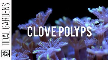 Care Tips for Clove Polyps