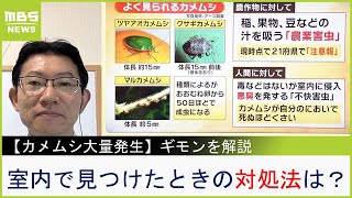 「カメムシの臭さでカメムシ自身が死ぬ」は本当！大量発生中の『カメムシ』は室内で見つけたら「ビンで捕獲」がオススメ　専門家が解説【ＭＢＳニュース解説】（2023年9月26日）