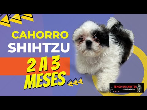 SHIH TZU DE LOS 2 A LOS 3 MESES CUIDADOS Y CAMBIOS hqdefault