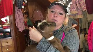 Goat Yoga: Yes, it's a real thing and it's actually pretty neat