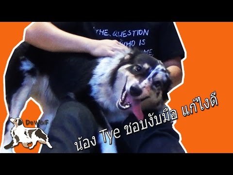 วีดีโอ: วิธีการฝึกสุนัขไม่เต็มเต็ง: เคล็ดลับการฝึกไม่เต็มเต็งสำหรับลูกสุนัขและสุนัขโต