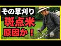 【永久保存版】米の等級と収入を守る!「戦略的」草刈りの全て(出穂期・カメムシ対策)