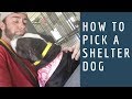 How to Adopt a Dog Ep. 3: How to Pick a Shelter Dog