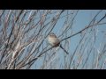 Claycolored sparrow emberizidae spizella pallida male singing