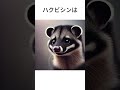 動物に関する雑学 #ハクビシン #雑学 #プチ知識 #動物雑学
