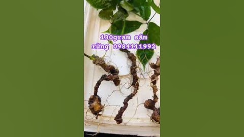 3 củ sâm rừng già xinh #sâm_ngọc_linh_rừng #sâm_ngọc_linh #sâm_lai_châu_rừng